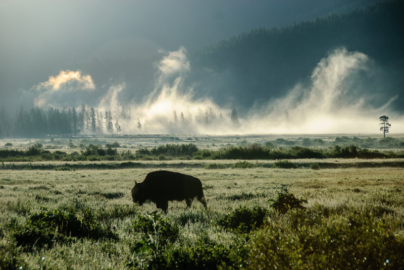 Buffalo in the mist