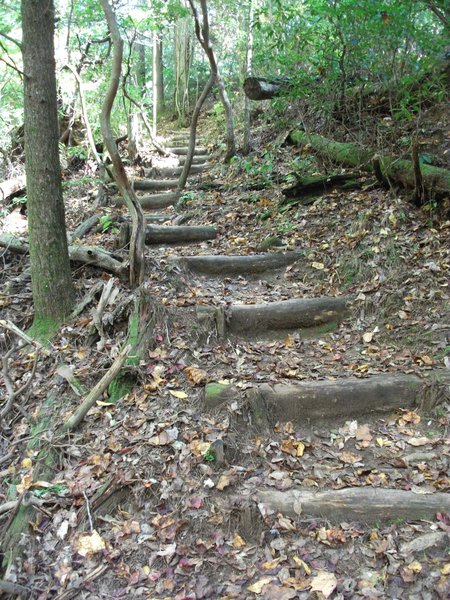 Steps leading up the Dockery Lake Trail