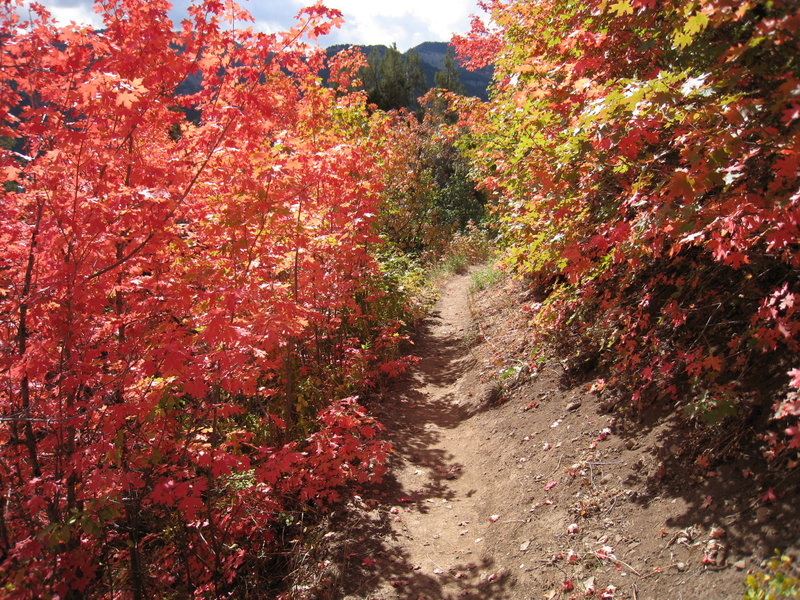 Wonderful foliage along the Wind Caves Trail