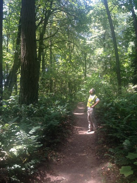 A lone hiker checks out a large Douglas fir on the Dogwood Trail. Bill Cunningham Photo