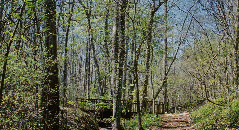 Bridge in Elachee Nature Center