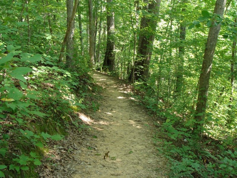 Singletrack in Elachee Nature Center woods