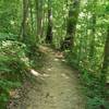 Singletrack in Elachee Nature Center woods