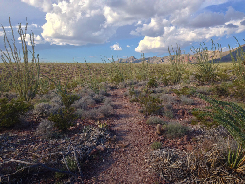 Weaving through towering desert coral. Some can reach twenty feet in height.