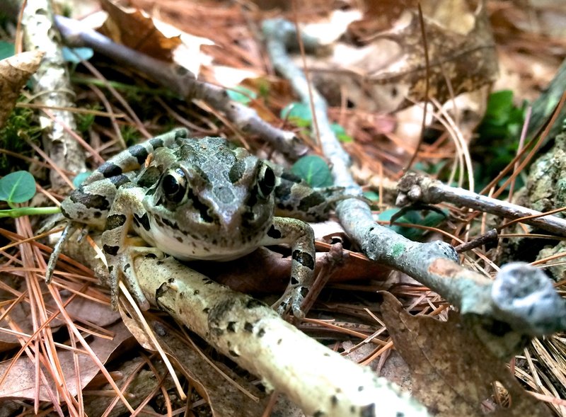 Leopard Frog