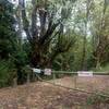 An impressive big-leaf maple stands at the trailhead of Springville Rd. and Fire Lane 7.