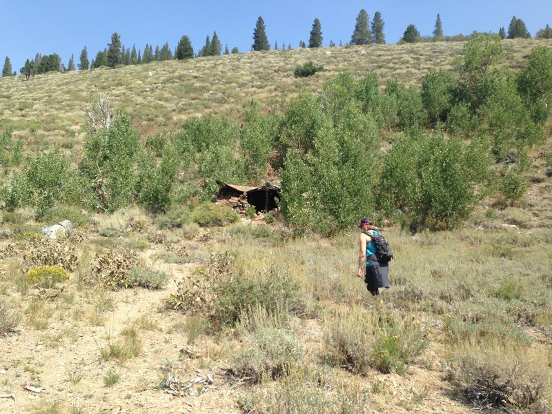 An old mining building along the Heart Lake Trail with aspen tree grove.