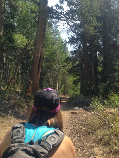 The trail to a canopy of pine and aspen trees.