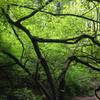 The sun shines down through the branches of a vine maple. Bill Cunningham Photo