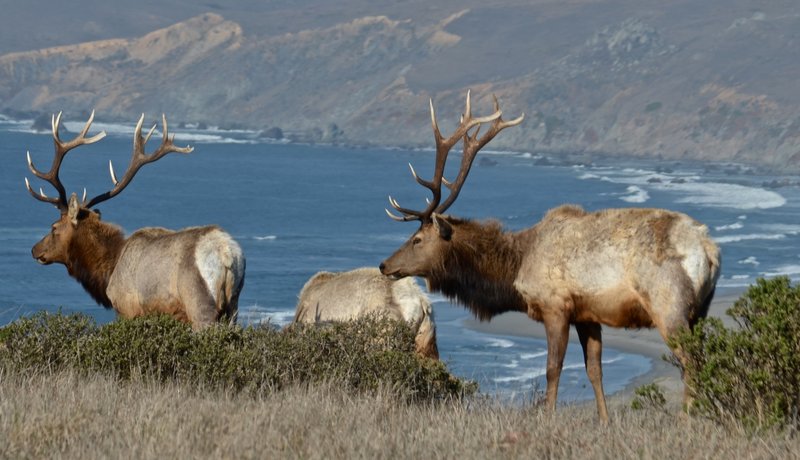 Tule elk male, Tule Elk Reserve, Tomales Bay