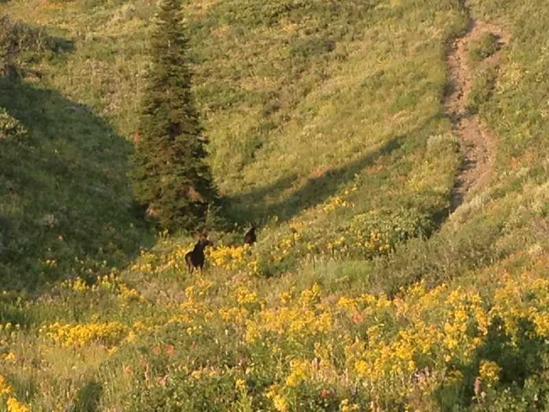 A pair of young bull moose crossing the meadow of wildflowers about a half mile from Cutler Spring