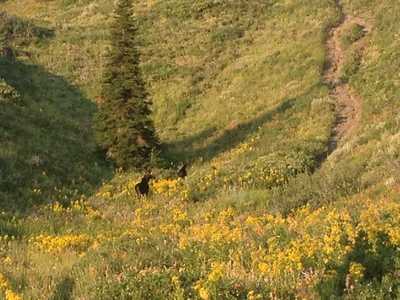A pair of young bull moose crossing the meadow of wildflowers about a half mile from Cutler Spring