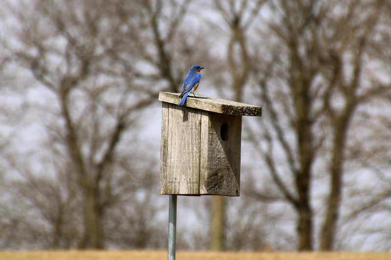 Early spring bluebird at Blue Mound State Park