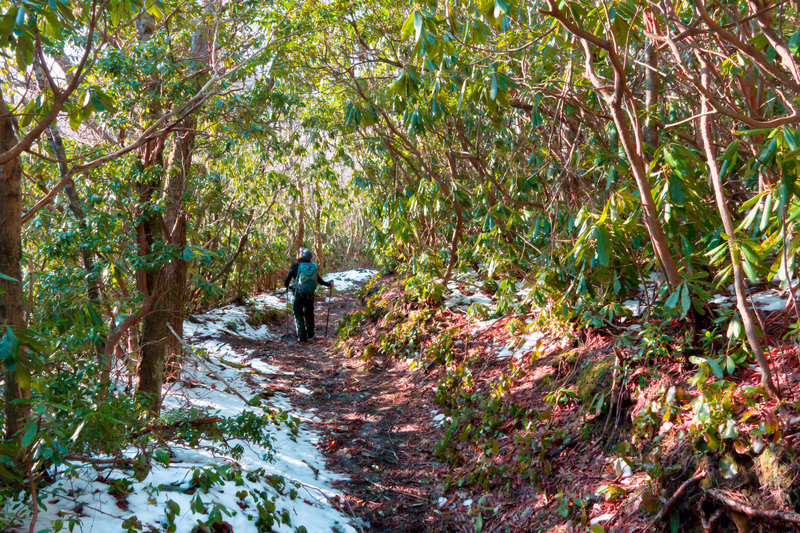 Great Smoky Mountains Bull Head Trail.