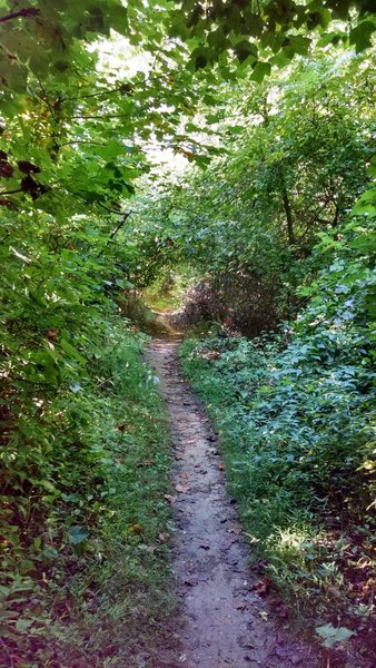 A lush section of White Trail.