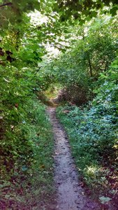 A lush section of White Trail.