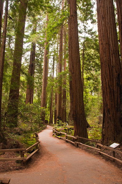 Muir Woods Main Trail