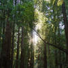 Muir Woods, Marin County, CA