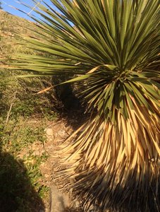 The marked trail requires a crawl through this sotol, a fun option for runners who feel the rock climbing and 30% grade is too easy.