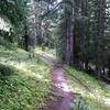 Pleasantly wooded section of the Corral Creek Trail