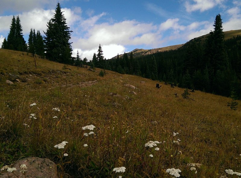 Late season wildflowers dot the meadows here