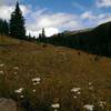 Late season wildflowers dot the meadows here