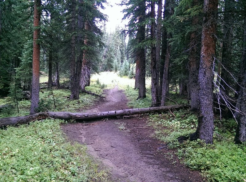 The doubletrack narrows through the wooded sections of trail