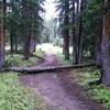 The doubletrack narrows through the wooded sections of trail