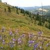 Views to the south from the Logger's Trail