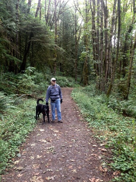 A man walks his dog near the Newton Road parking lot. This section of trail is lined mostly with big leaf maple and Western red cedar.