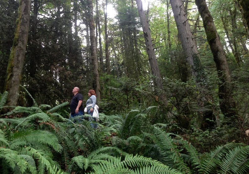 Two people start a hike along the Wildwood near Germantown Road where the trail is lined with large Douglas fir and other conifers.