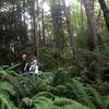 Two people start a hike along the Wildwood near Germantown Road where the trail is lined with large Douglas fir and other conifers.