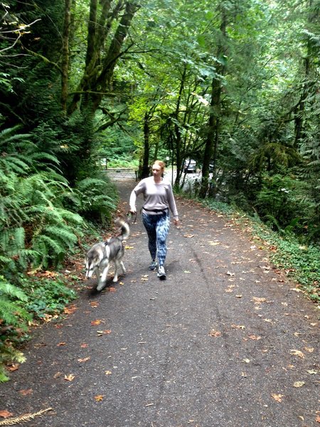 A woman finishes a Leif Erikson walk with her dog. The trail is lined with evidence of old-growth logging as well as standing mid-growth conifers and hardwoods.