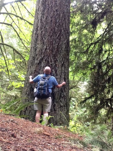 A hiker checks out the dimensions of an old-growth Douglas Fir. Fire Lane 10 offers a variety of trees and elevation change.