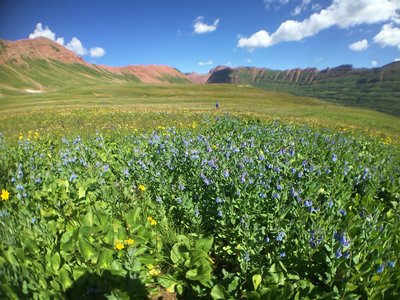 Heading toward Frigid Air Pass in the distance, leaving Maroon Pass behind.  Wildflowers bloom out of control in July and early August.