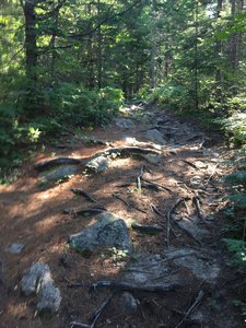 Lots of roots and rock areas like this.