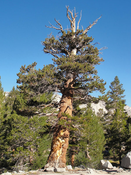 Foxtail pine (Pinus balfouriana ssp. austrina) near Arrowhead Lake on John Muir Trail