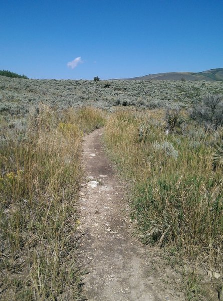 Looking west across the scrubland