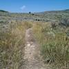 Looking west across the scrubland