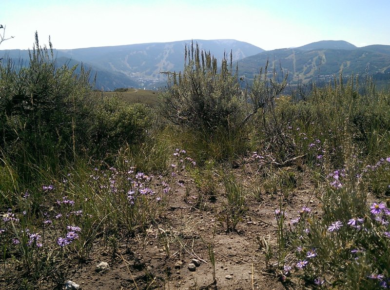 Some late season wildflowers atop the West Avon Preserve hilltop