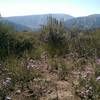 Some late season wildflowers atop the West Avon Preserve hilltop