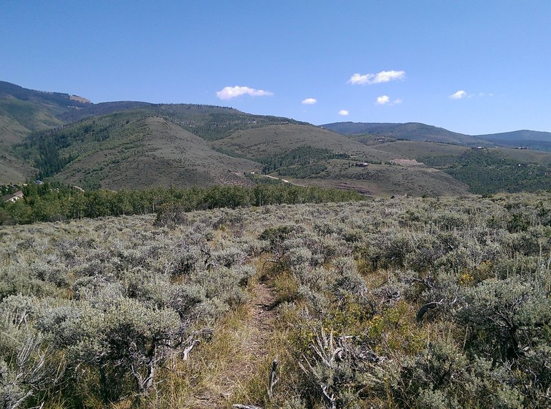 A clump of aspen trees in the distance break up the parched landscape