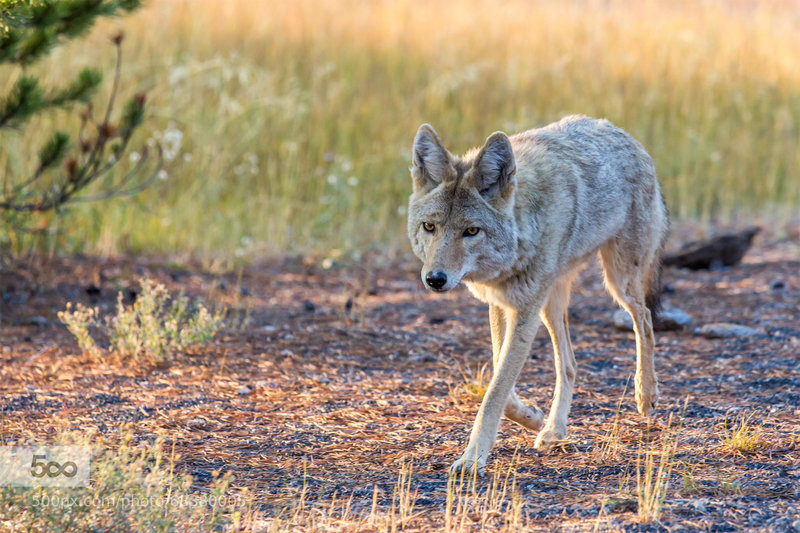 One of the many coyotes in Yellowstone.