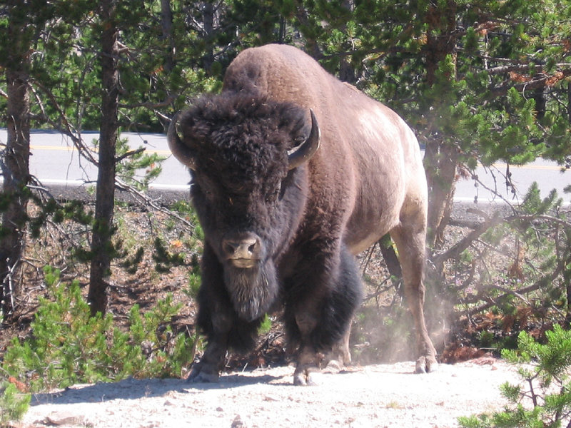 Watch out for Bison!