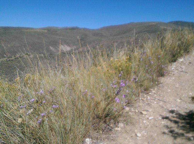 These dry hillsides are covered with juniper, sage, and scrub.