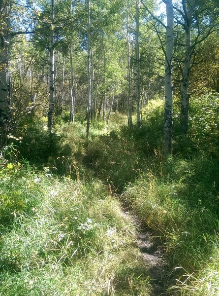 Shady thickets are tempting spots for a quick nap.