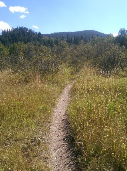 Looking south and approaching the junction with the main Whiskey Creek Trail.