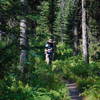 Hiking along Mountain Ash Creek.