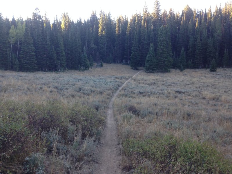 A view of the trail as it emerges into a small basin from the forest.