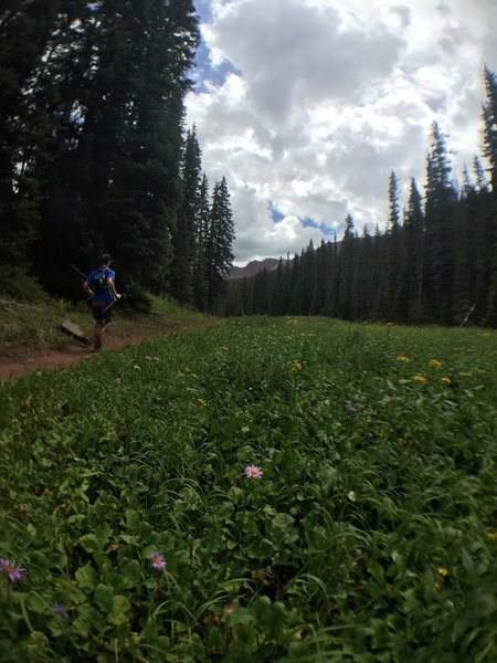 Still descending off Frigid Air Pass.  Wildflowers late in the season.